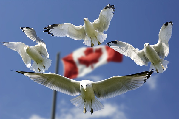 gulls-540791_960_720.jpg